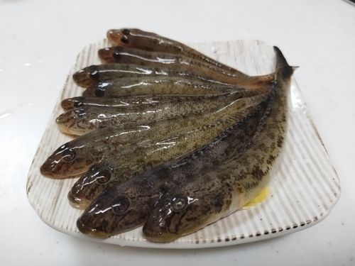 ハゼの釣果