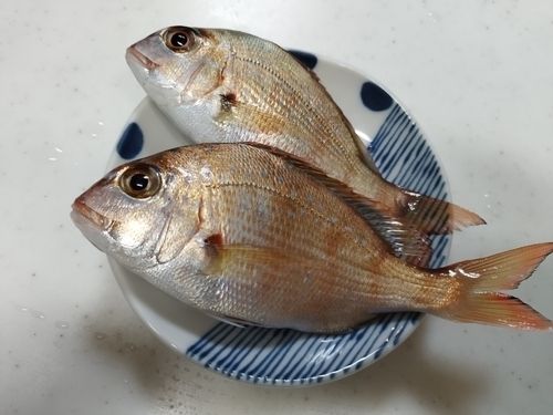 チャリコの釣果