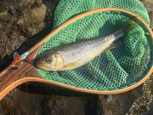 カワムツの釣果
