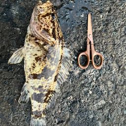 タケノコメバル