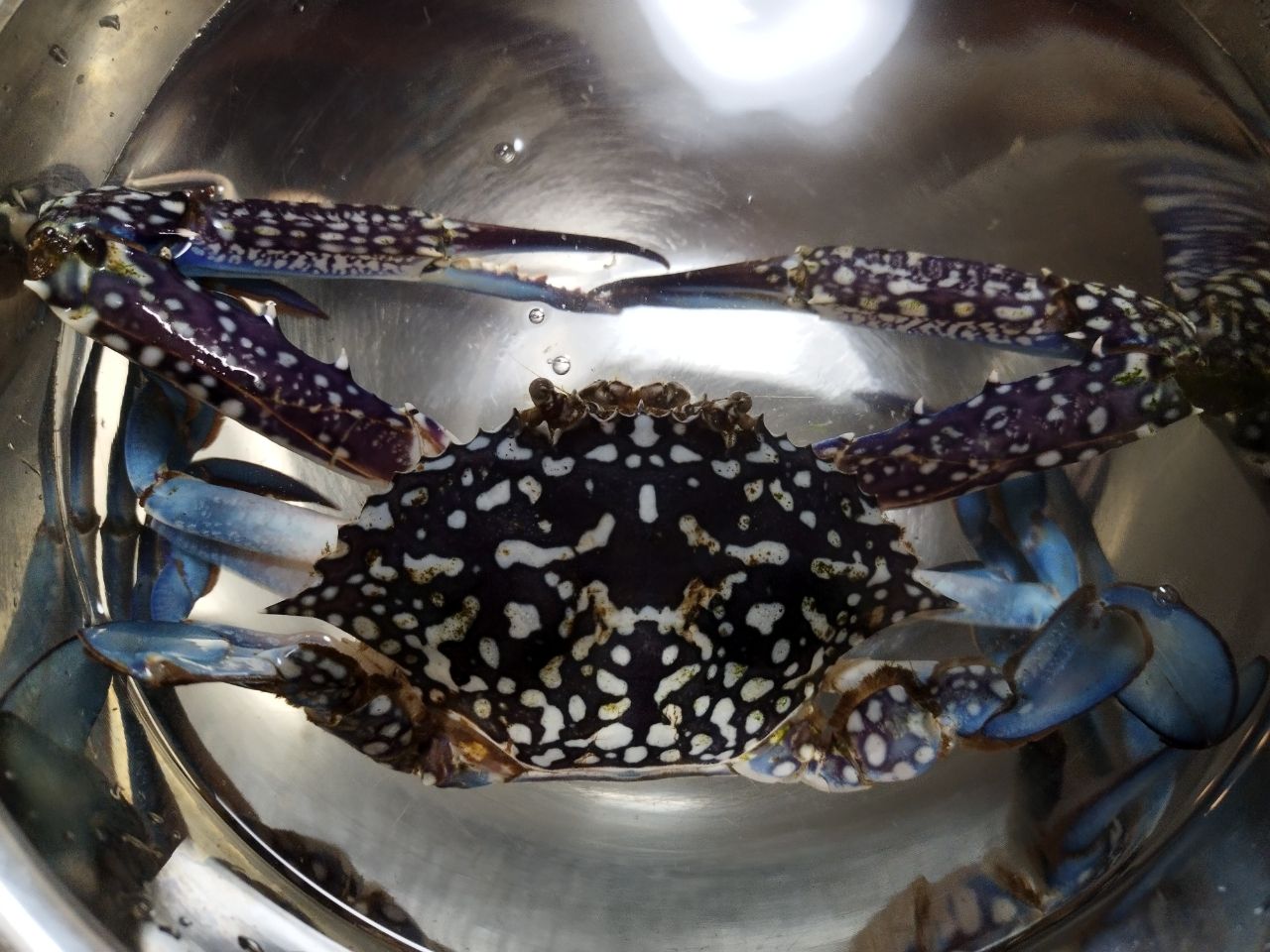 タイワンガザミ