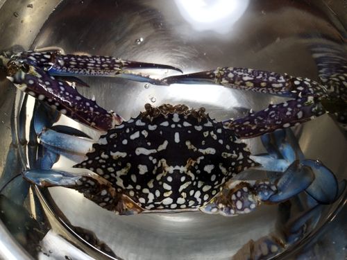 タイワンガザミの釣果