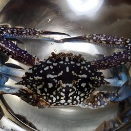 タイワンガザミ