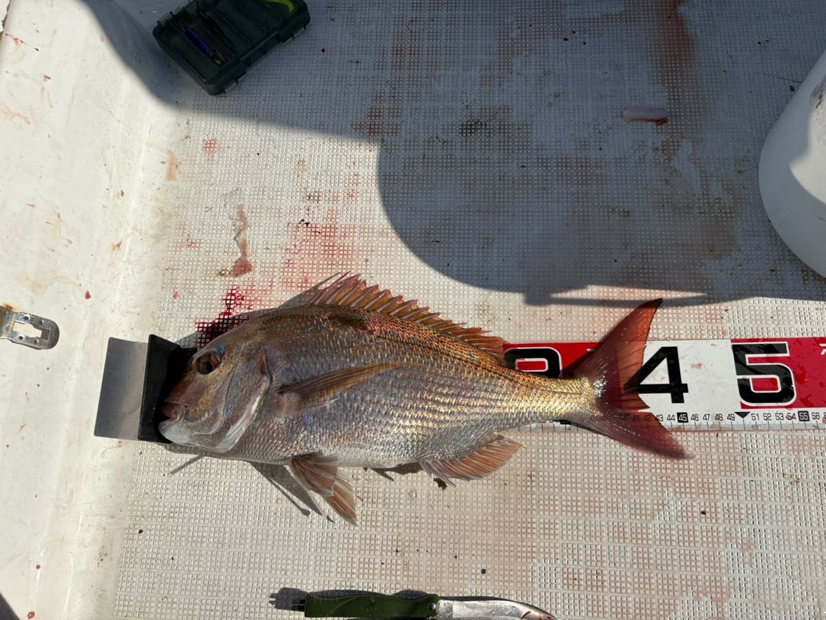 伊藤ヘッドさんの釣果 1枚目の画像