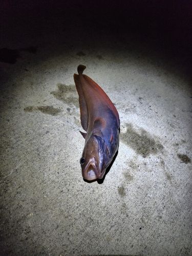 エゾイソアイナメの釣果