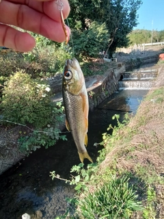 カワムツの釣果