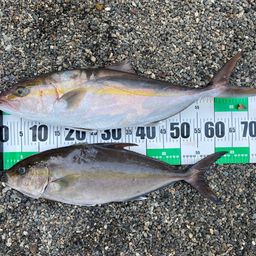 ヒレナガカンパチ