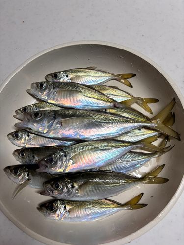 アジの釣果