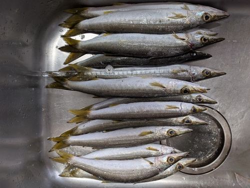 アカカマスの釣果