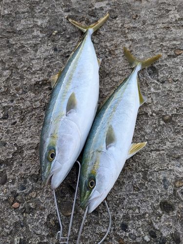 フクラギの釣果