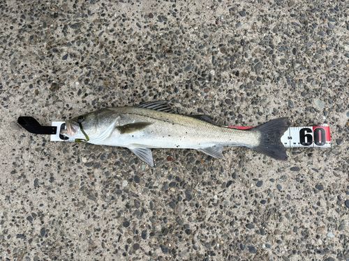 マルスズキの釣果