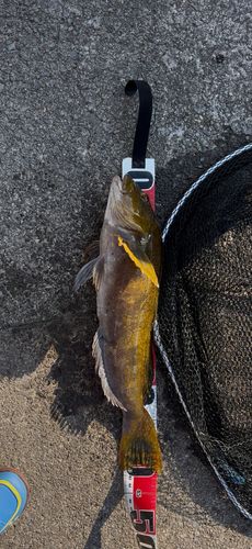 アイナメの釣果