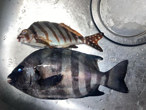 イシダイの釣果