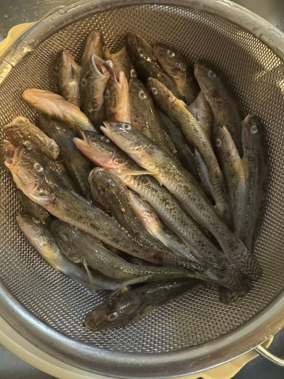 えびみそおじさんさんの釣果 1枚目の画像