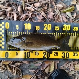 スモールマウスバス