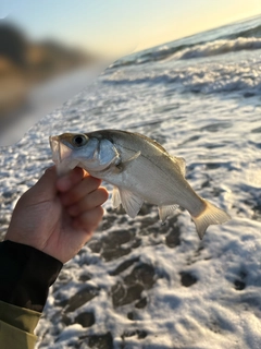 セイゴ（ヒラスズキ）の釣果