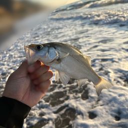 セイゴ（ヒラスズキ）