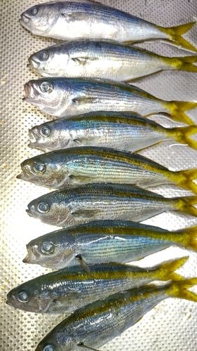 内浦湾（沼津）