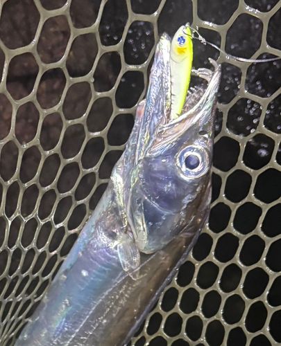 タチウオの釣果