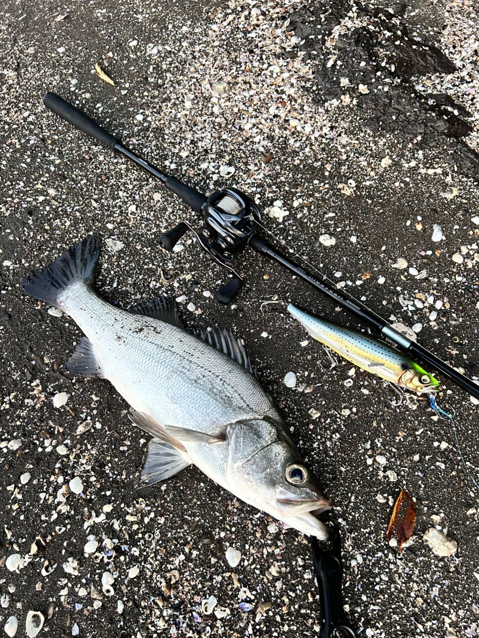 APIA グランデージ メガソウル MEGASOULC 73H+の最安値・インプレ