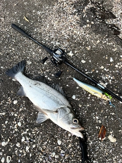 ヒラスズキの釣果