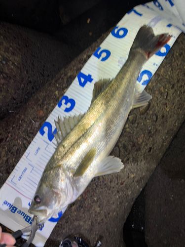 シーバスの釣果