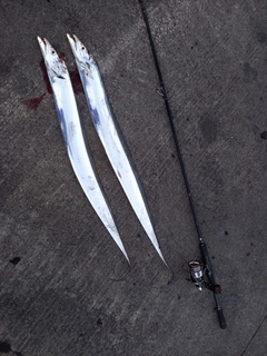 タチウオの釣果