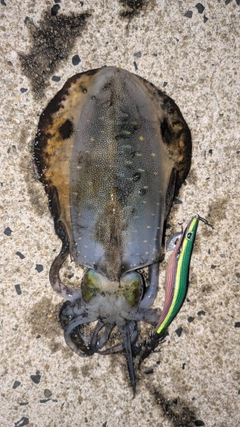 アオリイカの釣果