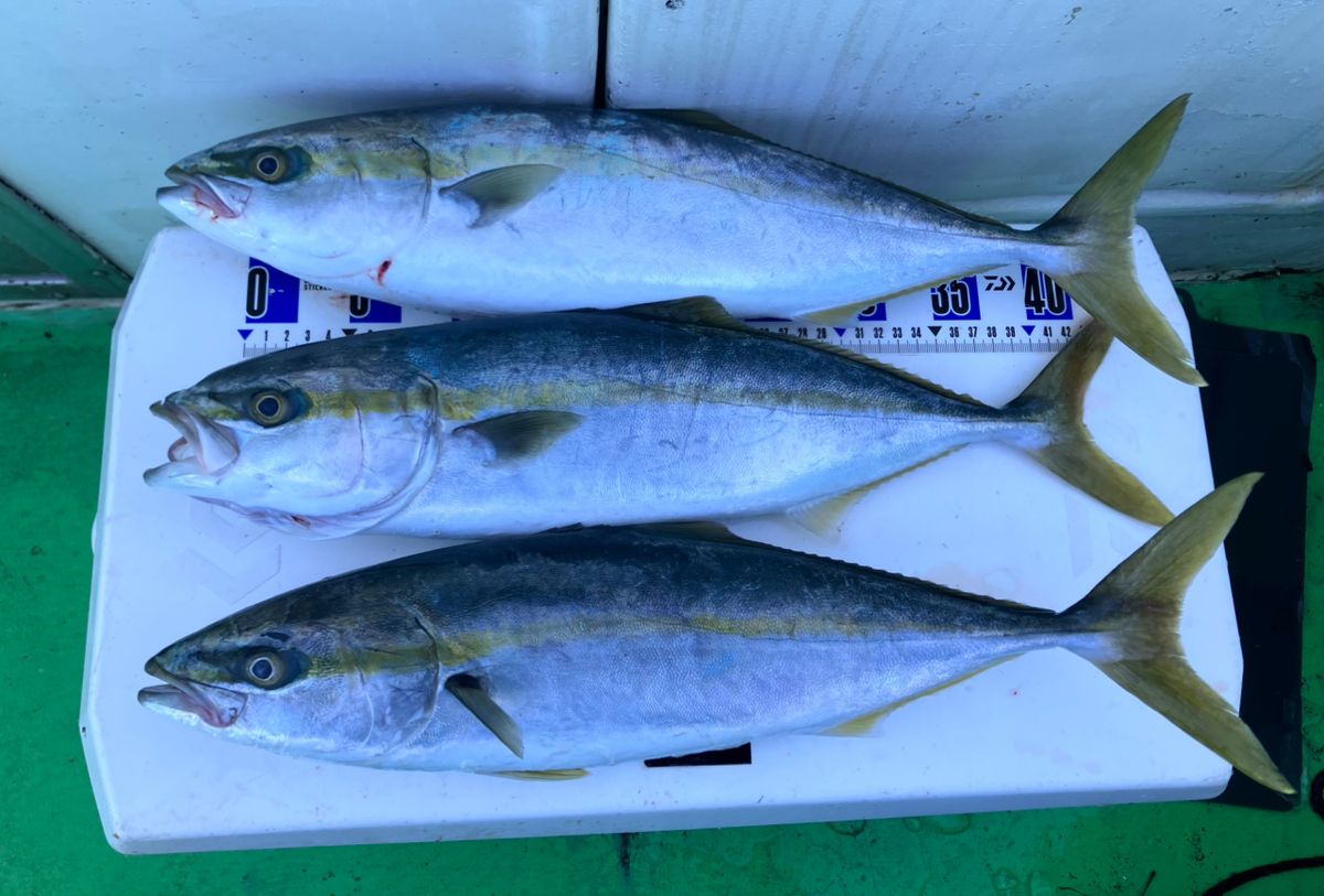アングラーナーヒャンさんの釣果 3枚目の画像