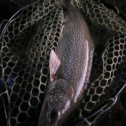 レイクトラウト