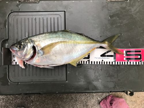 シマアジの釣果