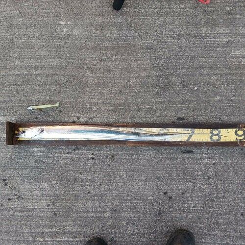 タチウオの釣果