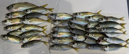 アジの釣果