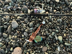 ホウボウの釣果