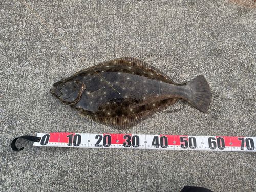 ヒラメの釣果