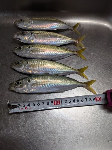 マルアジの釣果