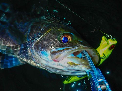 シーバスの釣果