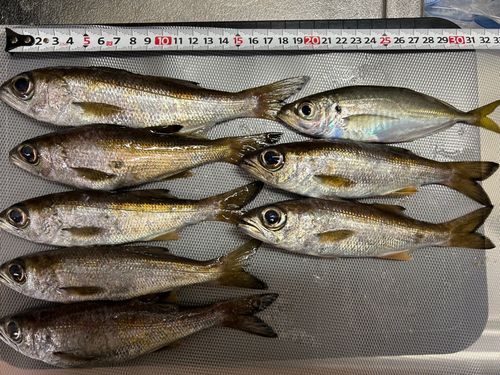 クロムツの釣果