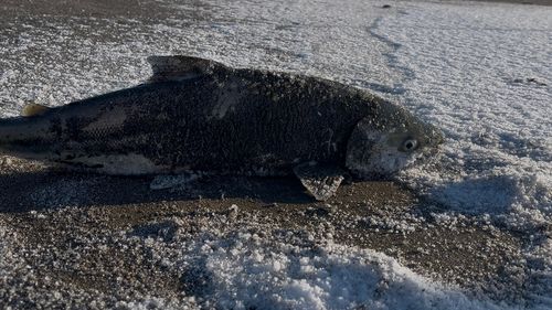アキアジの釣果