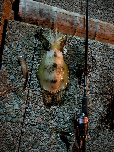 アオリイカの釣果