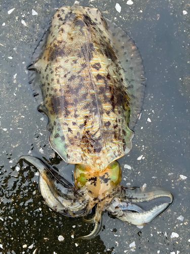 アオリイカの釣果