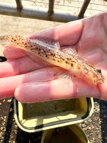 サビハゼの釣果