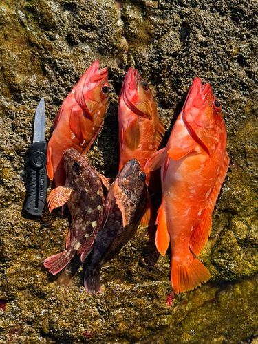 アカハタの釣果