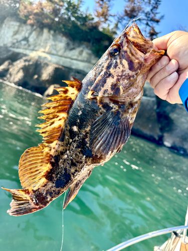 ベッコウゾイの釣果