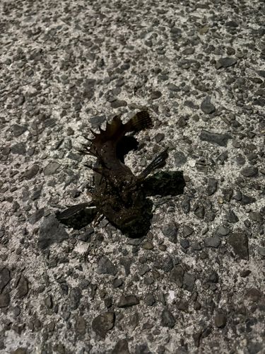 オニオコゼの釣果