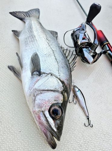 フッコ（ヒラスズキ）の釣果