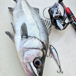 フッコ（ヒラスズキ）