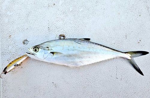 イケカツオの釣果