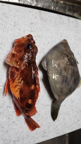 カワハギの釣果