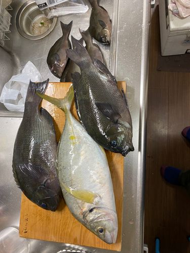 グレの釣果